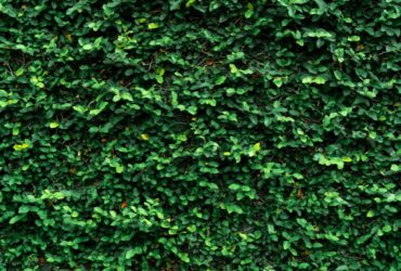 צומחים לגובה: האם קירות ירוקים הם הטרנד הבא?