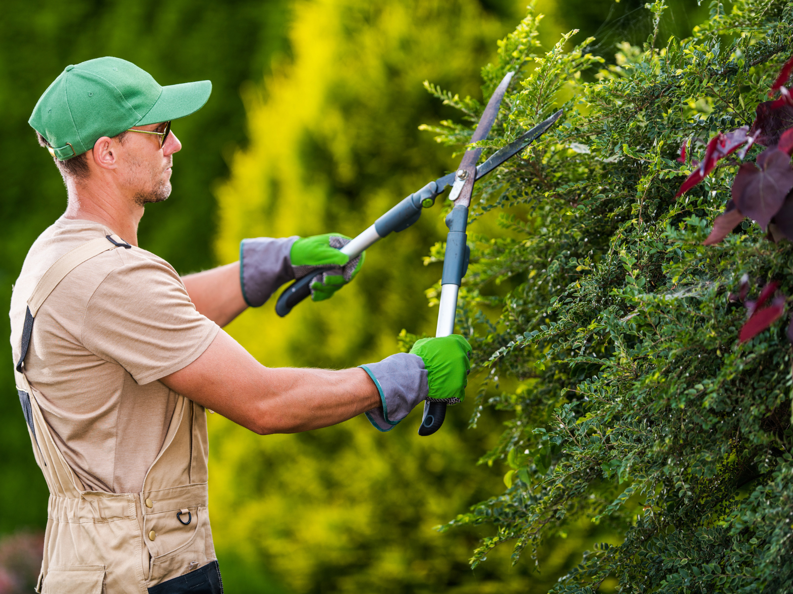 עצי פרי לגינה- גיזום