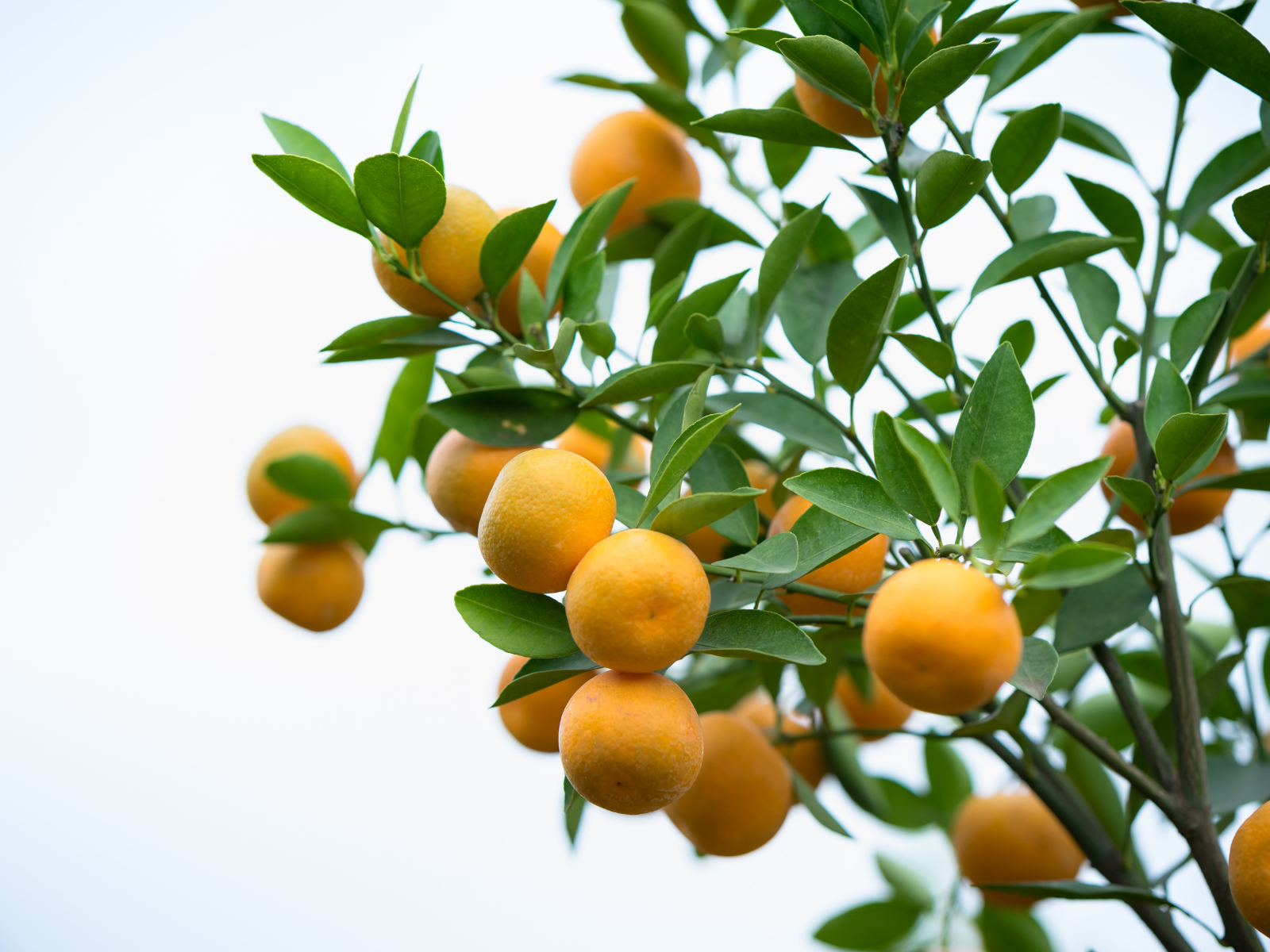 עצי פרי לגינה- הדרים