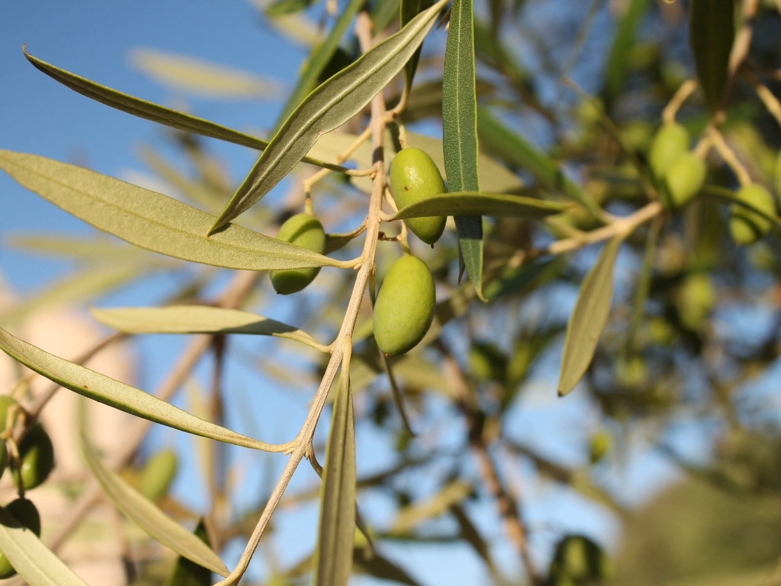 עצי פרי לגינה זית