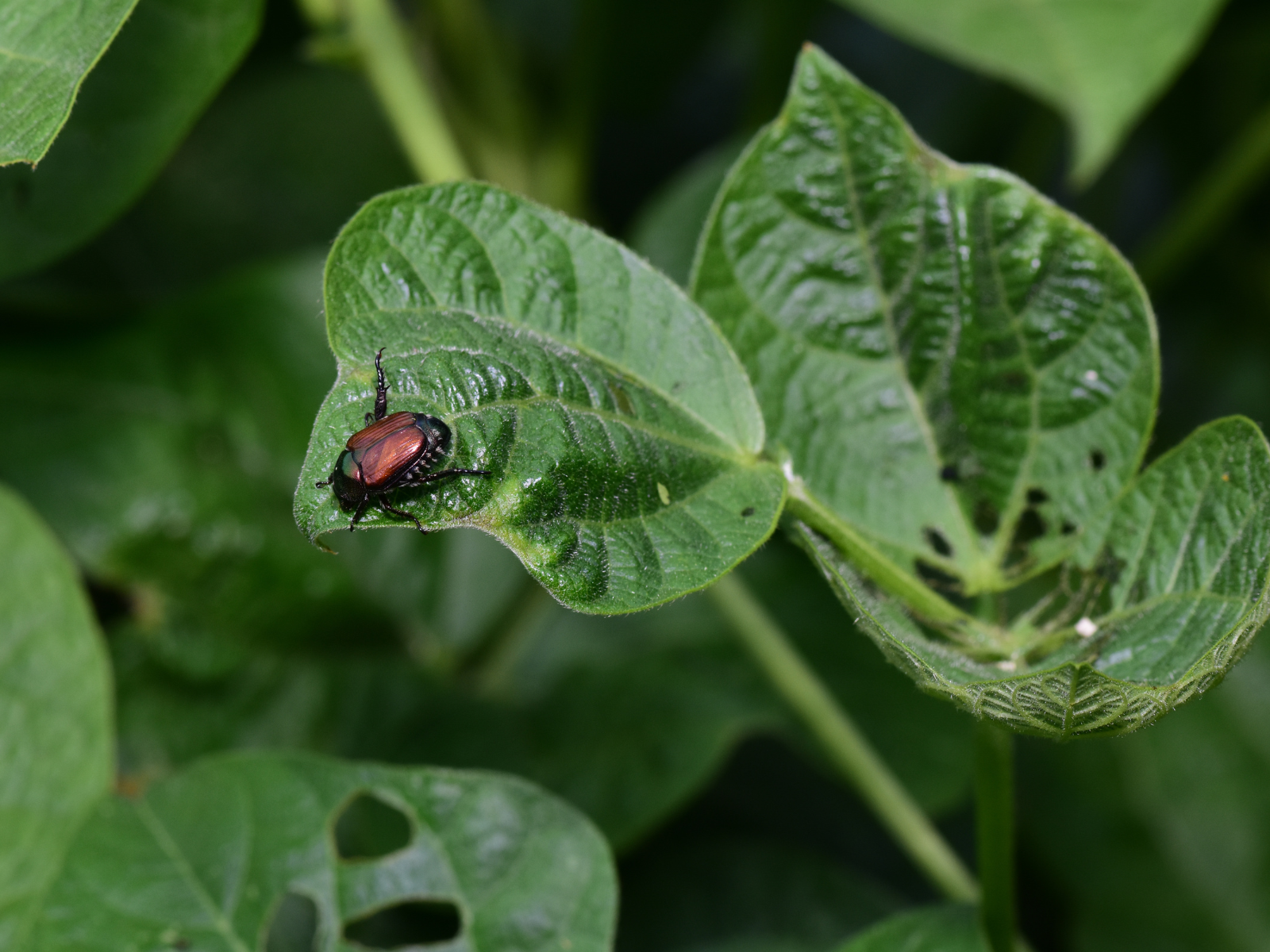 עצי פרי לגינה מזיקים