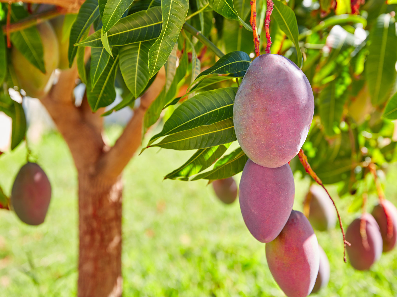 עצי פרי לגינה מנגו