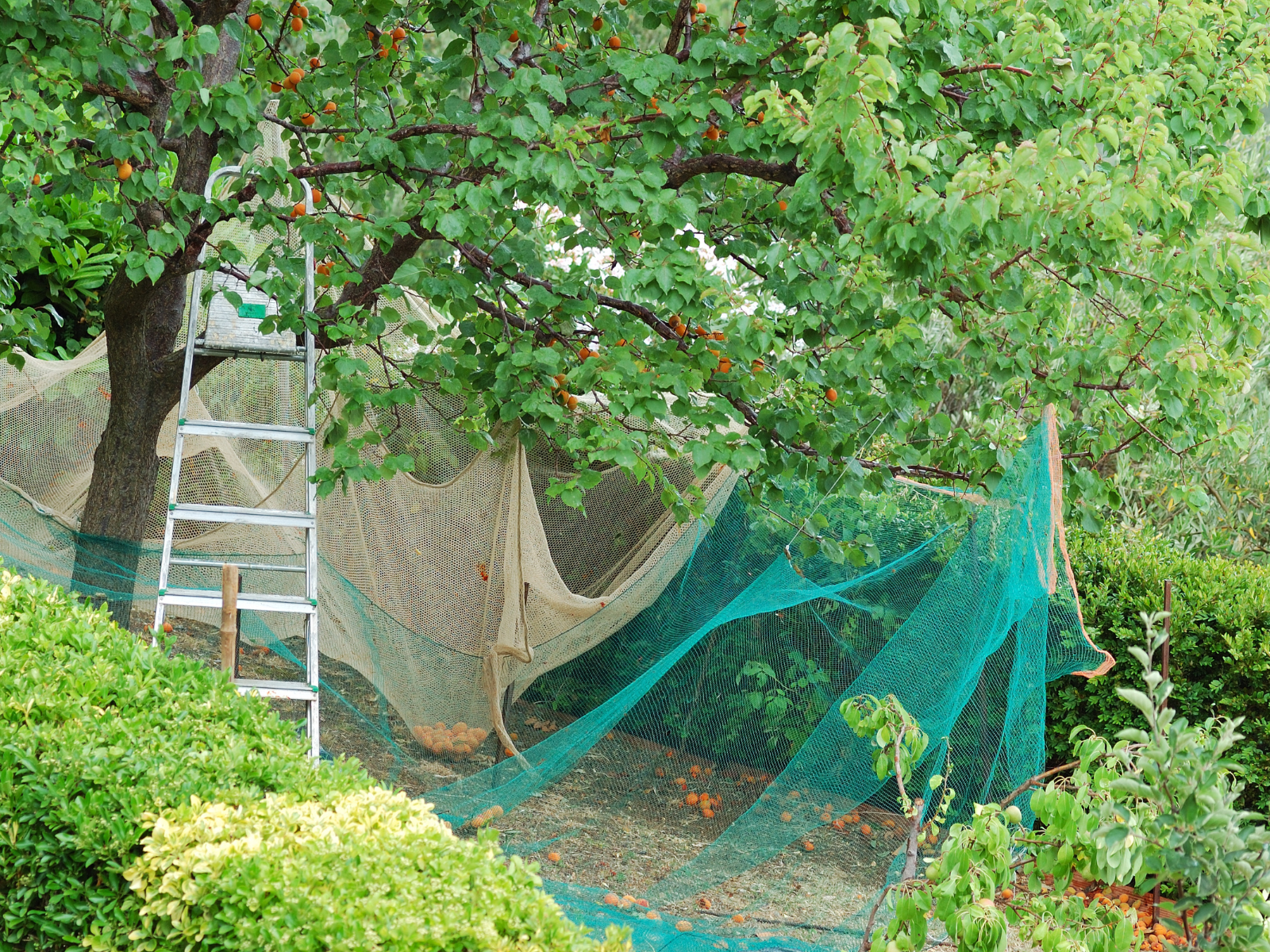 עצי פרי לגינה- רשתות