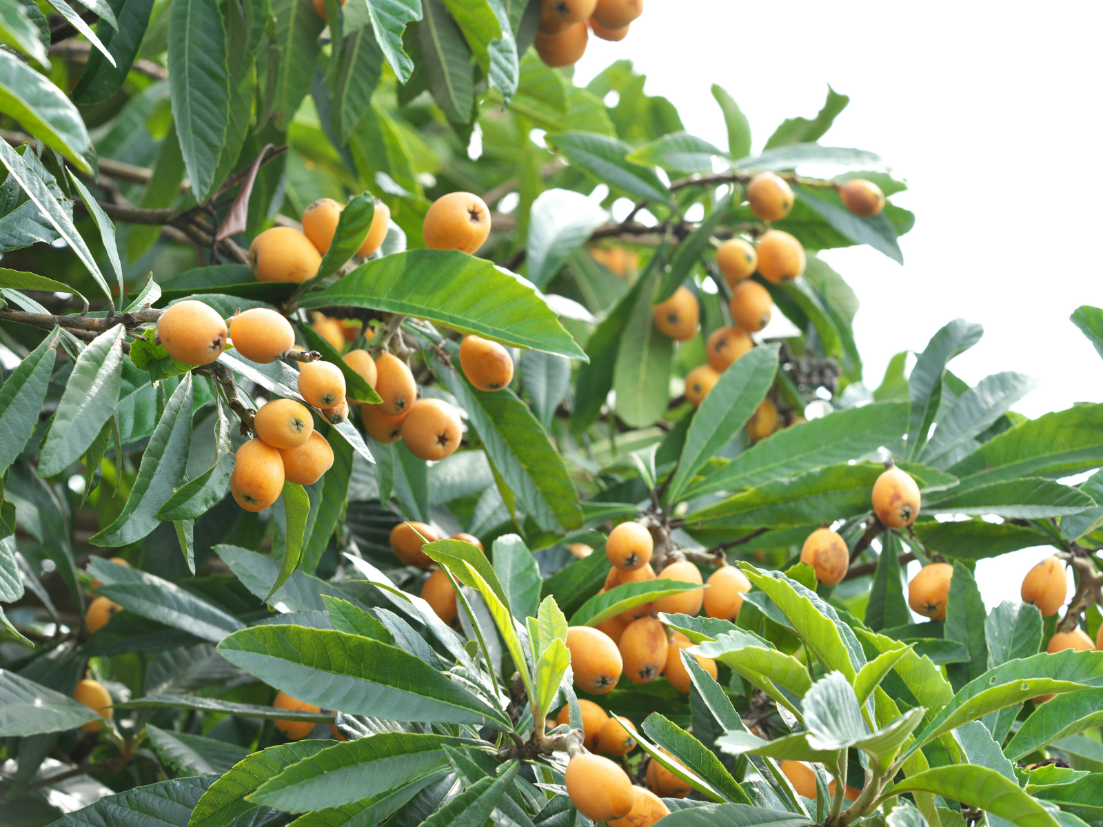 עצי פרי לגינה - שסק