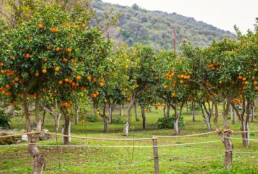 אביב הגיע פסח בא: כך תבחרו עצי פרי לגינה שלכם