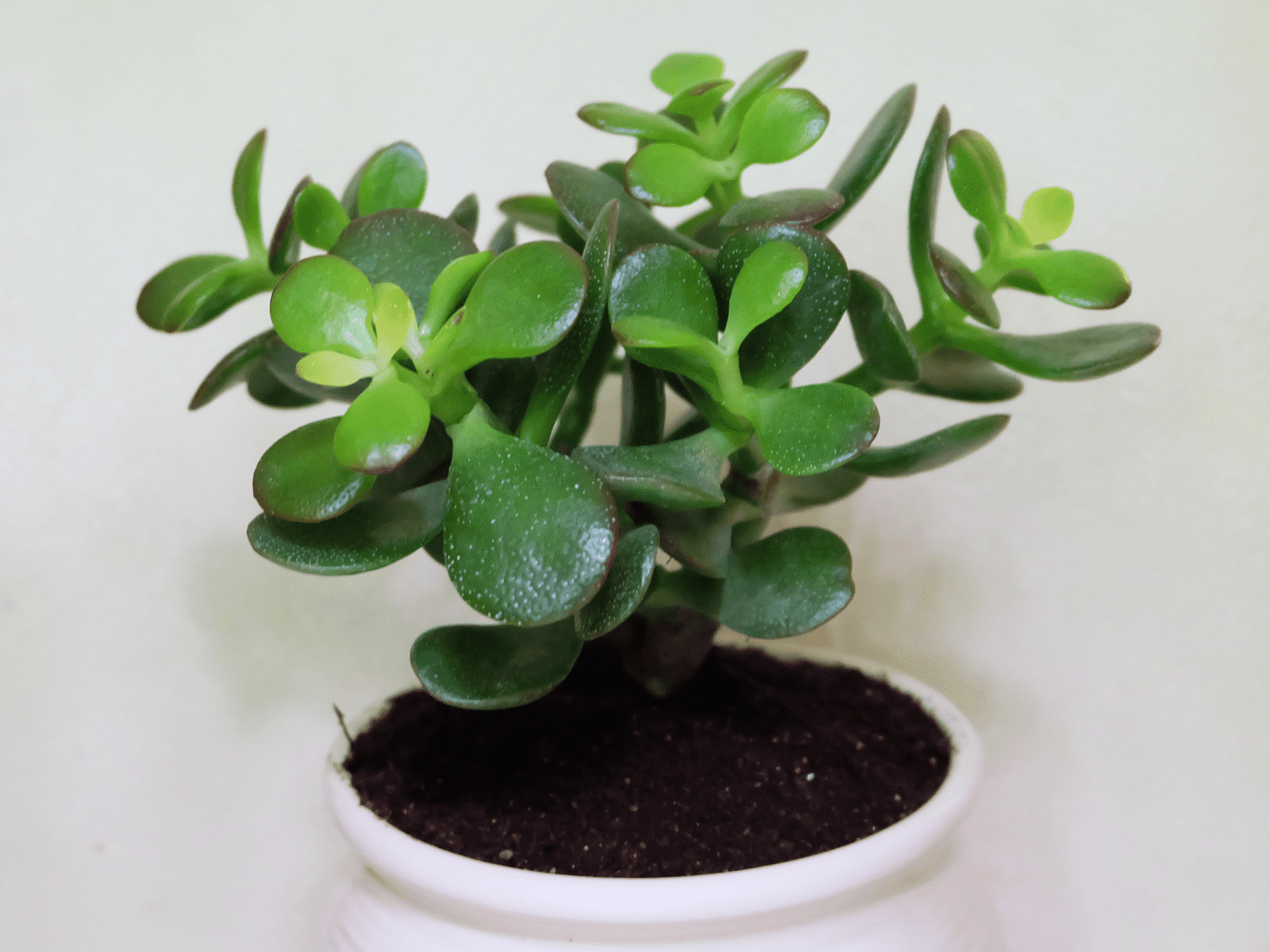 הסוקולנט מתאים לשתילה בכל כלי וכמעט ולא דורש תחזוקה