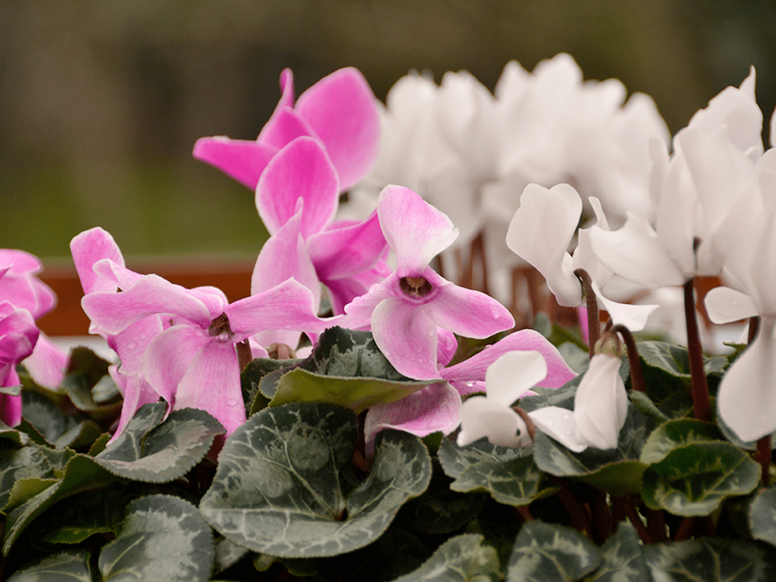 הרקפת, מצמחי החורף המוכרים ביותר, יכולה לשגשג באדמה, בסלע או בעציץ