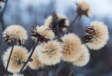 פרחי חורף: כך תרוויחו צבע בגינה או במרפסת