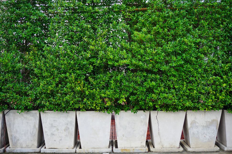 עציצים לבנים עם צמחייה