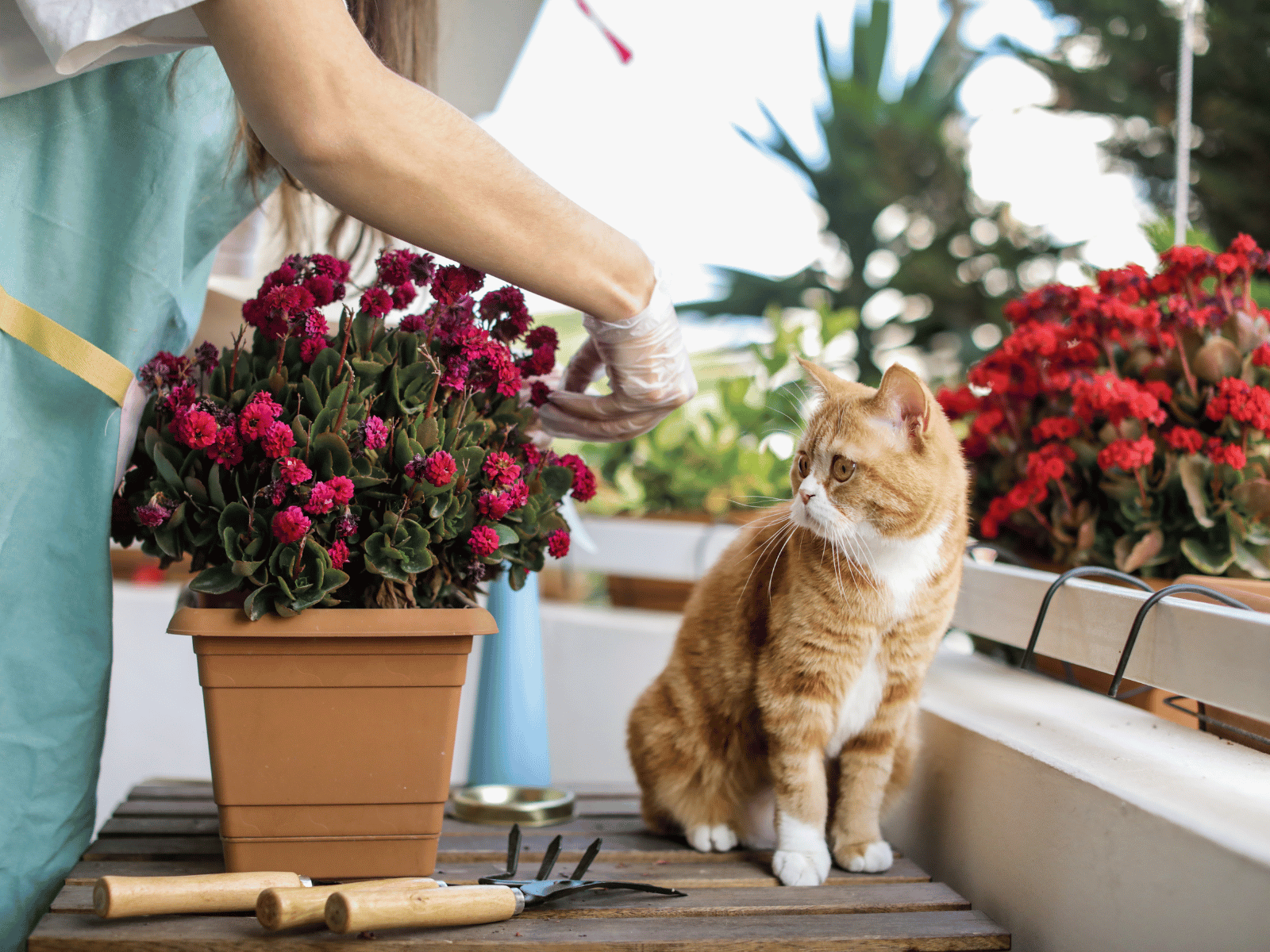 עיצוב מרפסות