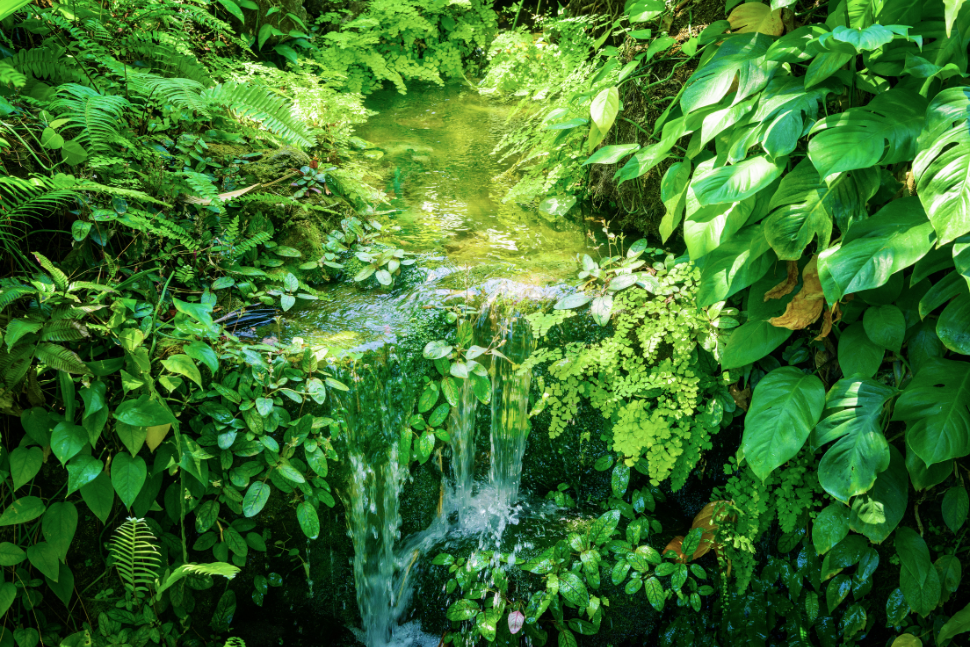 צמחייה טבעית