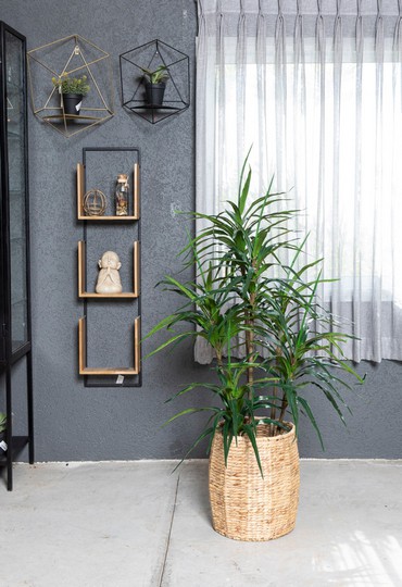 צמחים מלאכותיים למשרדים ועסקים שישימו סוף לעציצים נבולים וחסרי חיים