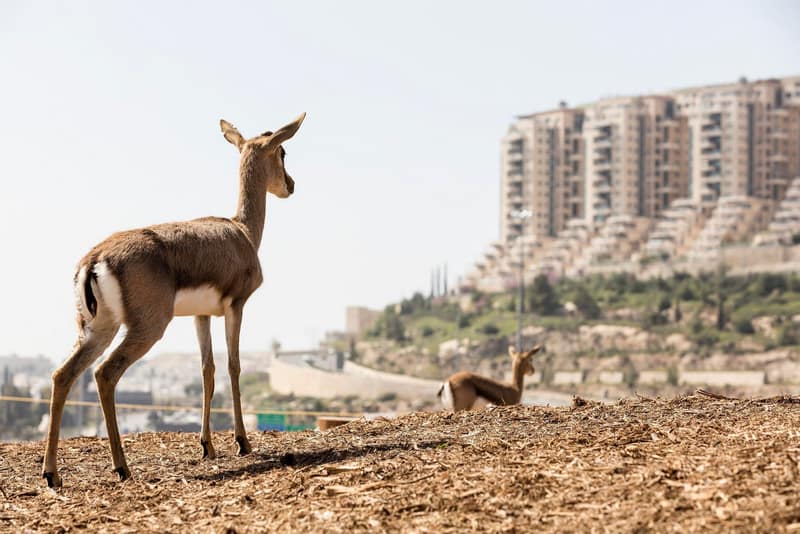 עמק הצבאים.