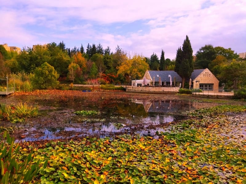 בריכת נימפאות