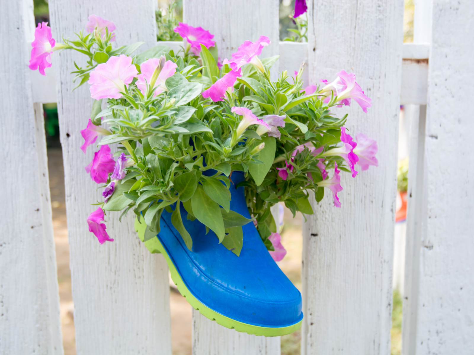 מגף גומי הפך לעדנית תלויה