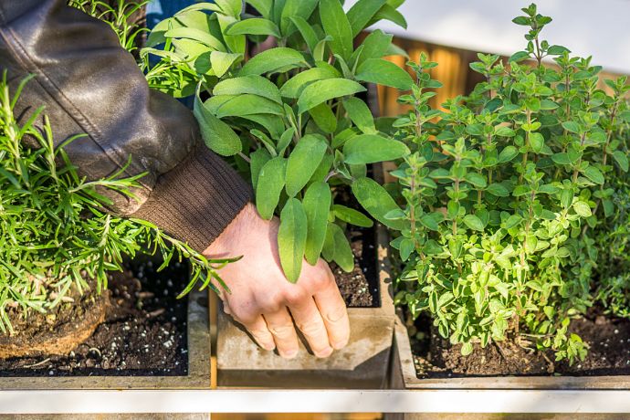 מדריך לעיצוב גינה ביתית