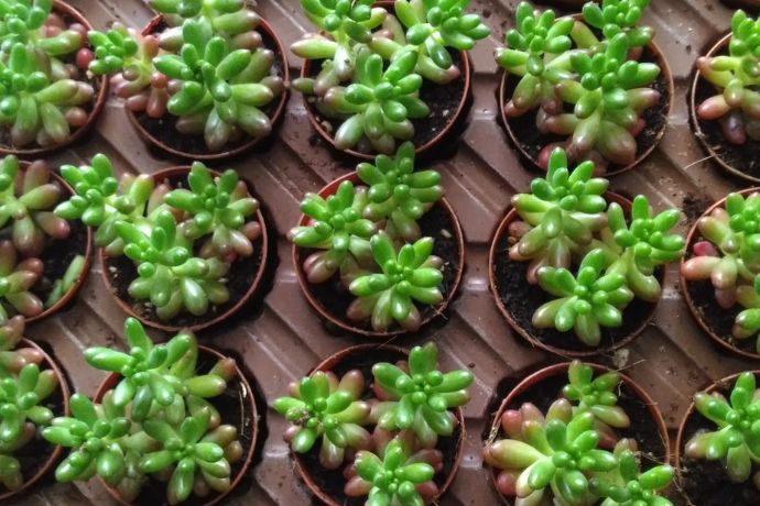 מדריך לעיצוב גינה ביתית