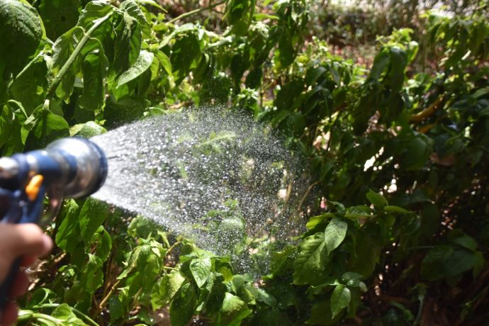 מדריך לעיצוב גינה ביתית