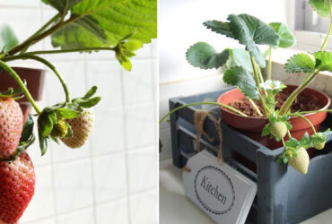 על כף המאזניים: לגדל צמחייה אמיתית בבית או להסתפק במלאכותית?