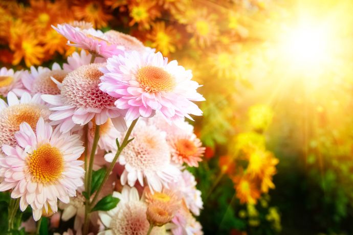 מדריך לעיצוב גינה ביתית