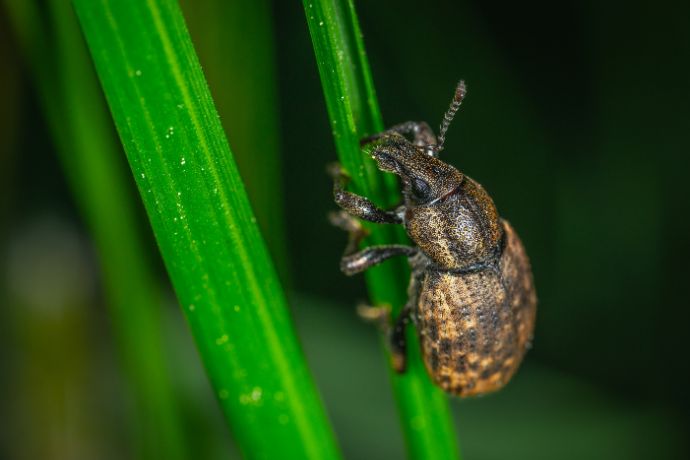 מדריך לעיצוב גינה ביתית