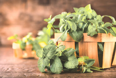 צבע השנה של טמבור לשנת 2019 : ירוק מנטה