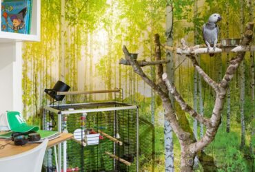 תוכים בחדר וכדורסל במיטה