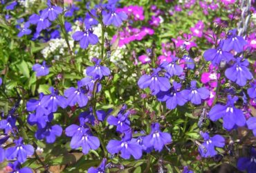 רוח סתיו: מכינים את הגינה לעונת המעבר