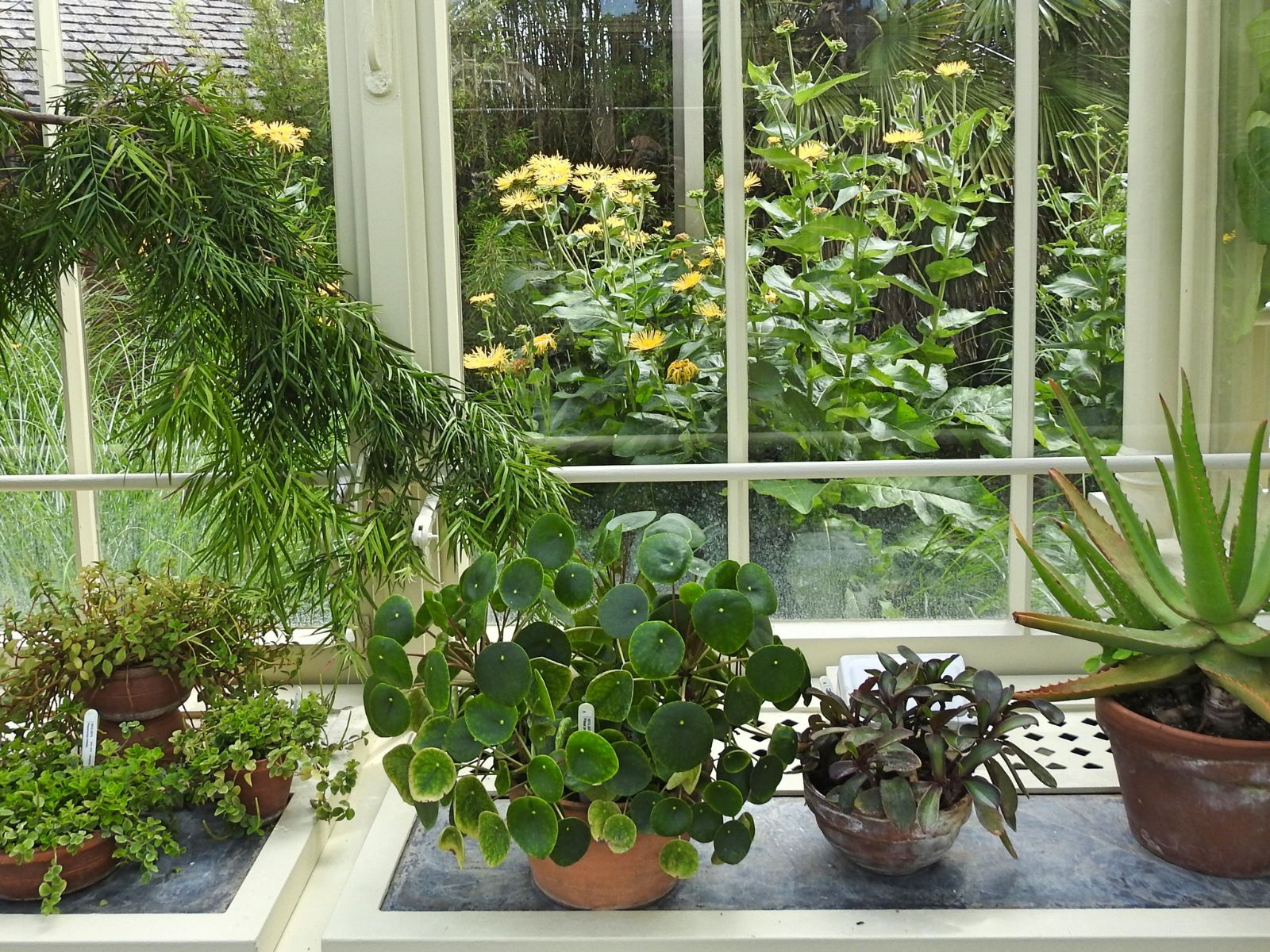 צמחים מבפנים ומבחוץ