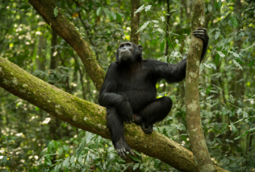 אבולוציה : השפעת השנים על עיצוב פנים ואדריכלות