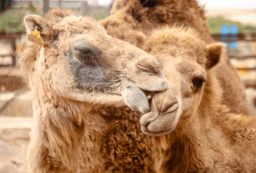 ט"ו באב: אהבה לאדם ולטבע – שתי תערוכות ציורים וצילומים