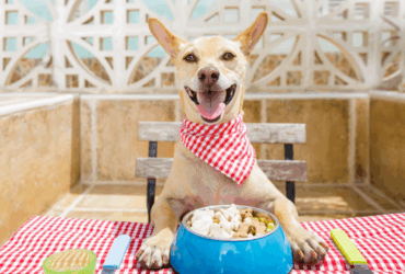 כול יום ובמיוחד ביום הכלב הבינלאומי – הכלבים מרגישים בבית  